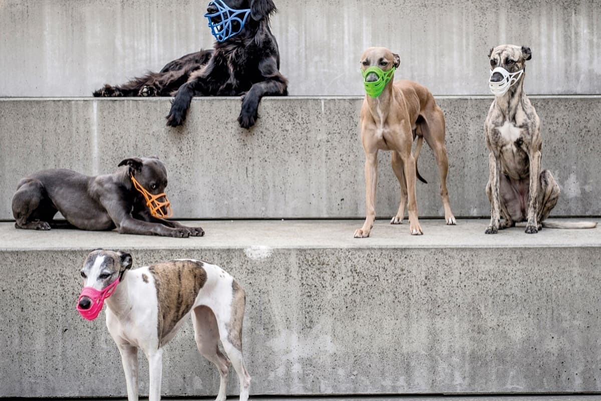 LiMuZZ – Die Maulkorbcompany